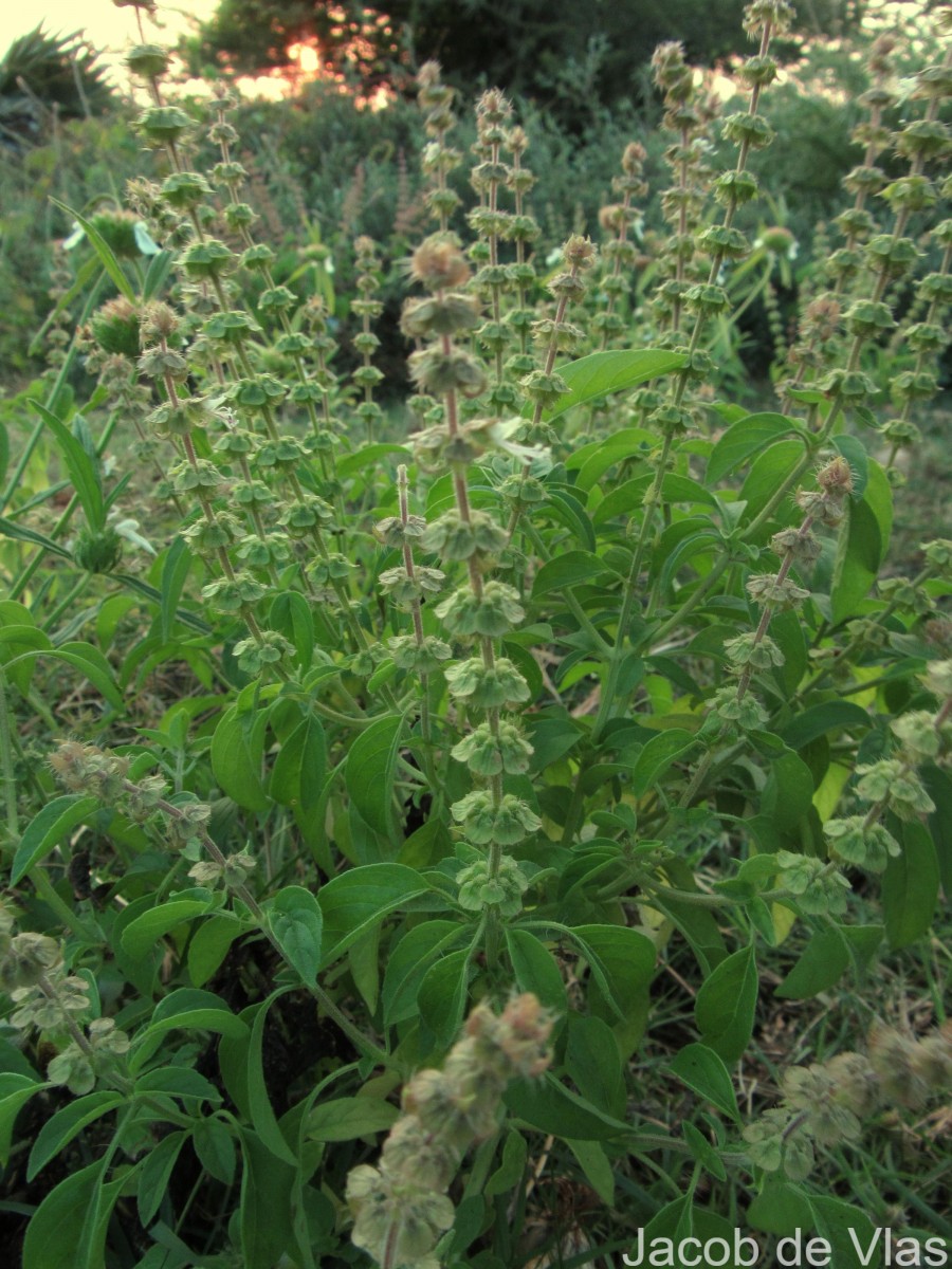 Ocimum americanum L.